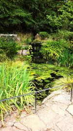 Footpath amidst trees
