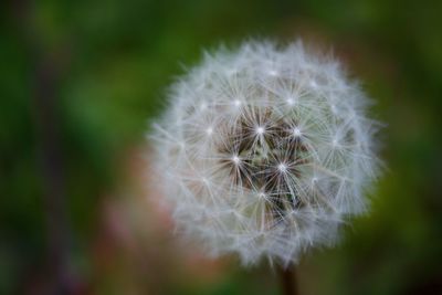 Close-up of dandelion