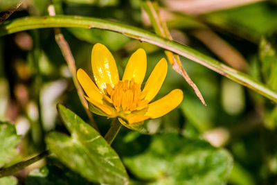 Close-up of yellow flowering plant