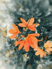 High angle view of orange flowering plant