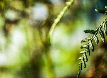 Close-up of pine tree branch