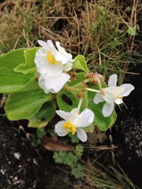 Close-up of flowers