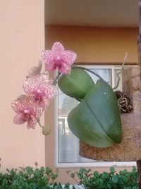 Close-up of pink flower vase against wall at home