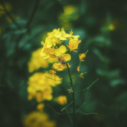 Close-up of yellow flowers