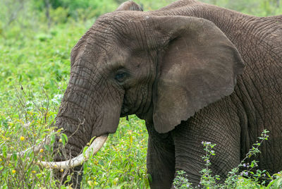 African elephant in ngorongoro crater