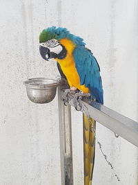 Close-up of bird perching on metal against wall