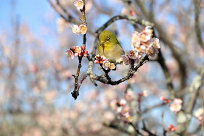 Close-up of a bird perching on japanese apricot blossom tree.