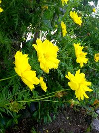 Yellow flowers