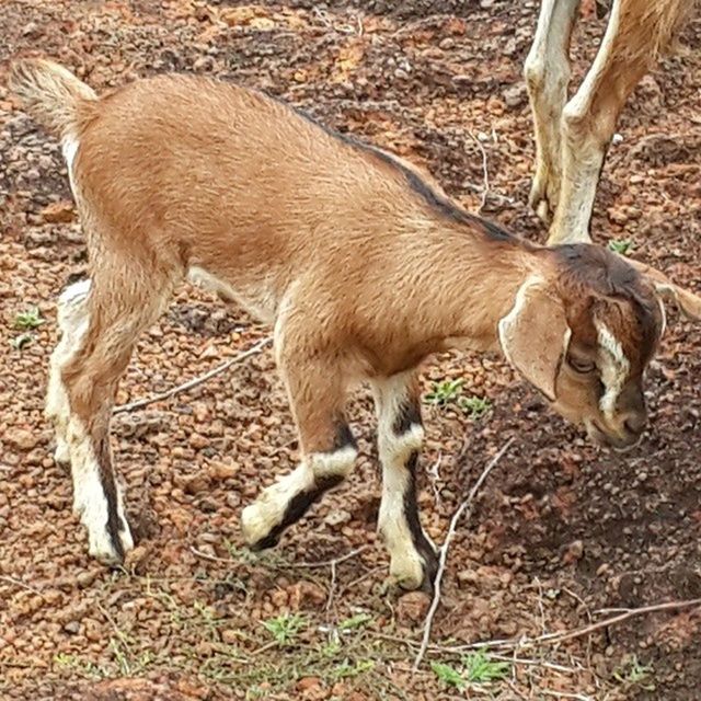 animal themes, mammal, one animal, domestic animals, field, full length, standing, walking, side view, animals in the wild, wildlife, high angle view, two animals, young animal, day, brown, outdoors, nature, dirt, sunlight