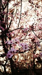 Low angle view of cherry blossoms in spring