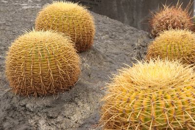 Close-up of cactus