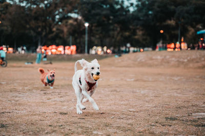 Dog running in a field