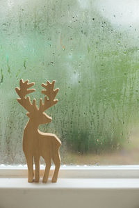 Close-up of deer on window