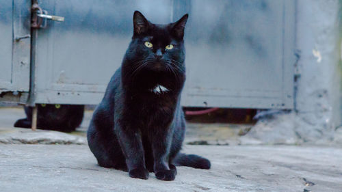 Portrait of cat sitting outdoors