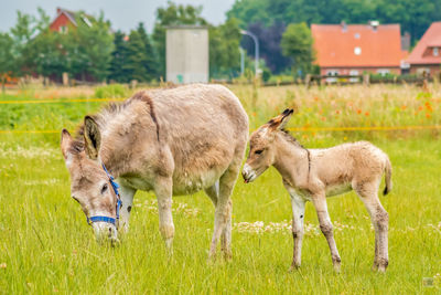 Donkey mother with her boy on the meadow