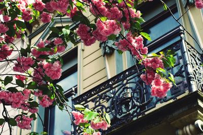 Low angle view of pink flowering plants by building