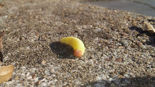 Close-up of crab on sand