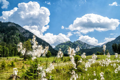 Scenic view of field and mountains against sky
