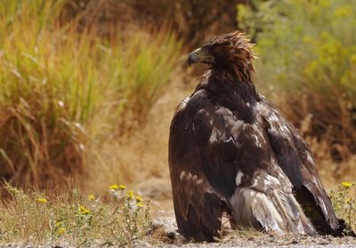 Bird perching on a field