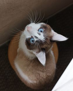 High angle portrait of cat looking up