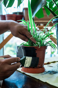 Close-up of hand holding potted plant