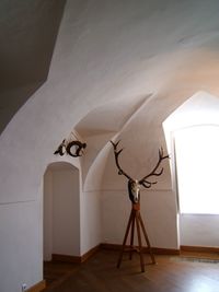 Taxidermy against wall at home