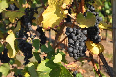 Close-up of grapes growing in vineyard