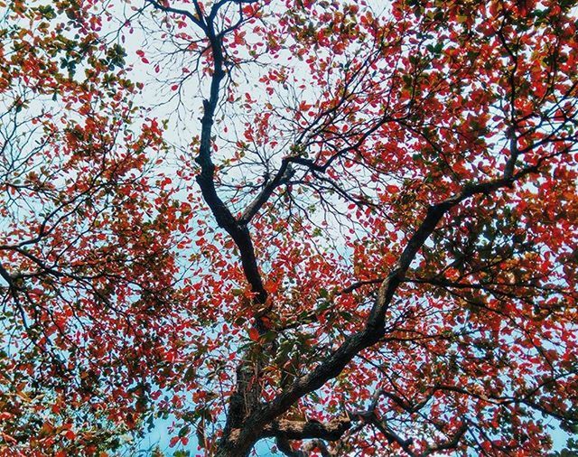 tree, branch, low angle view, growth, beauty in nature, nature, autumn, change, season, tranquility, red, day, flower, outdoors, sky, scenics, pink color, no people, backgrounds, blossom