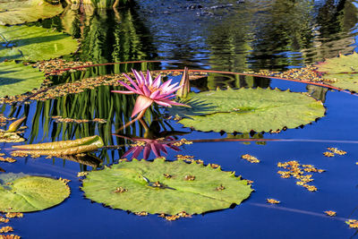 Pink water lily and leaves floating on pond