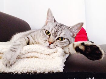 Portrait of cat lying on folded rug