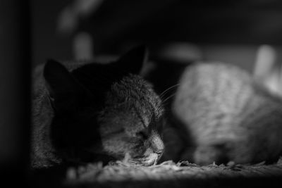 Close-up of cat sleeping