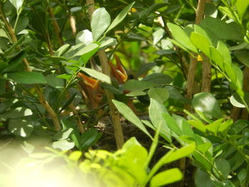 Close-up of fresh green plants