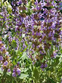 Close-up of purple flowers
