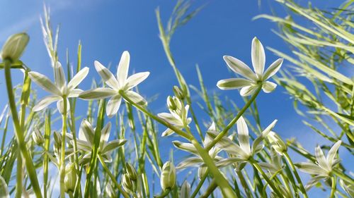 Flowers blooming against clear blue sky