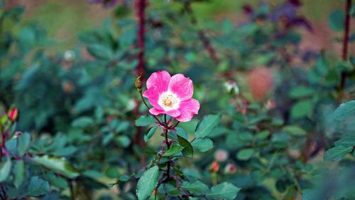 Close-up of pink flowering plant