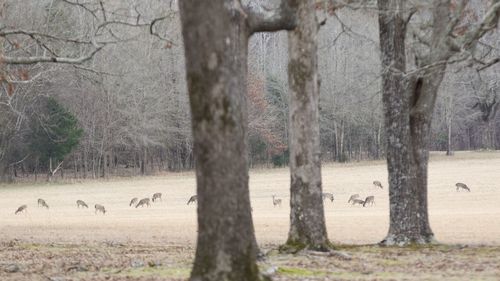 View of a tree in the field