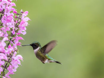 Bird flying over pink flower