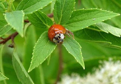 Close-up of insect on leaf