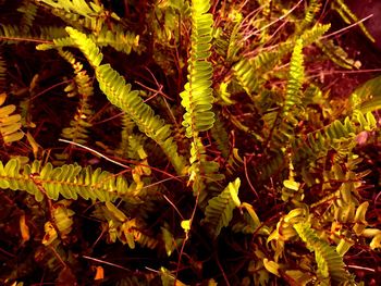 Close-up of plant leaves