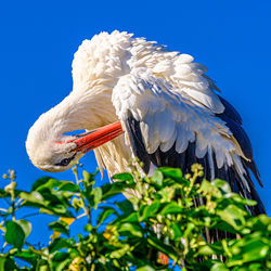 Close-up of bird perching on a plant