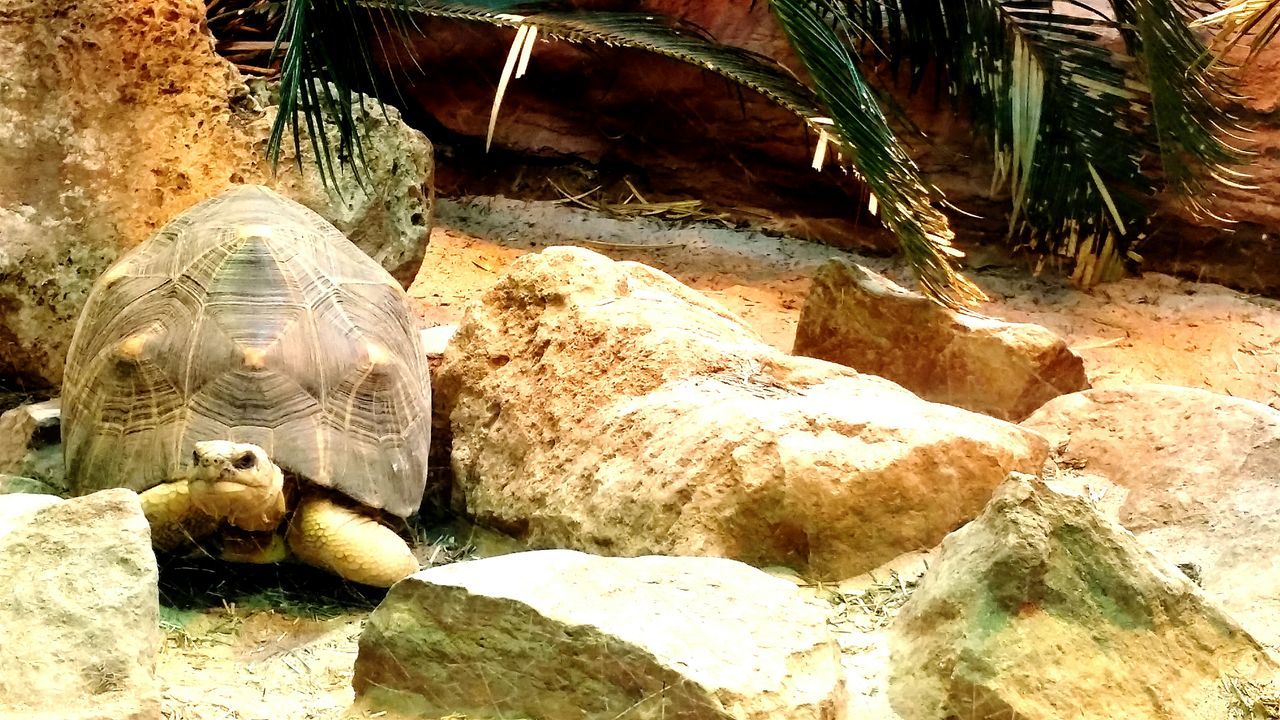 rock - object, tree, sand, animal themes, sunlight, nature, rock formation, palm tree, one animal, rock, day, outdoors, wildlife, animals in the wild, beach, no people, zoo, plant, beauty in nature, stone - object