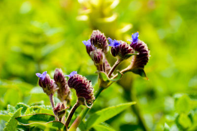 Close-up of purple flowering plant