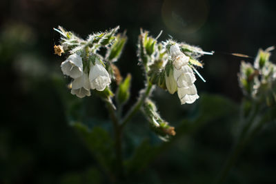 Close-up of white flowering plant