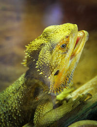 Close-up of lizard