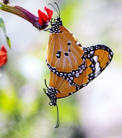 Close-up of butterfly on flower