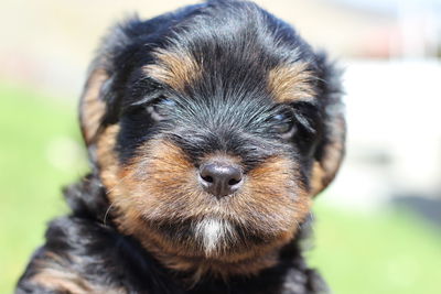 Close-up portrait of puppy