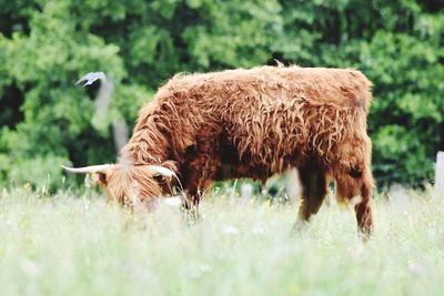 Highland cattle in a field