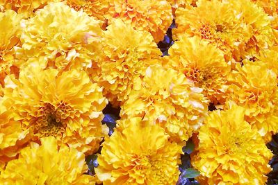 Close-up of yellow flowering plant