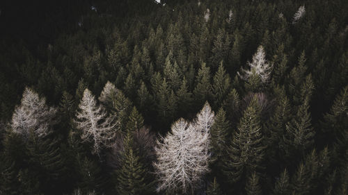 Full frame shot of pine trees in forest during winter