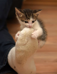 Close-up of hand holding kitten